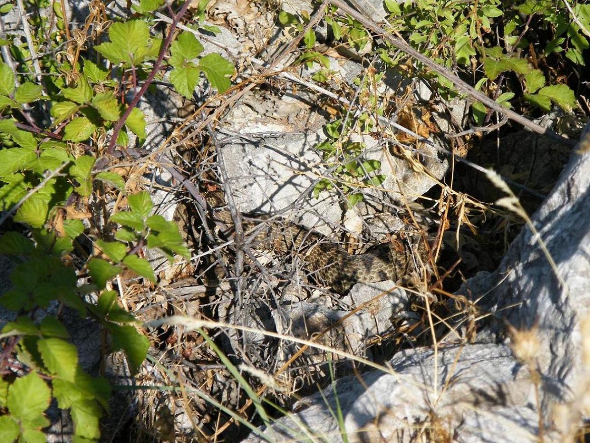 Tre serpenti dal Mezzogiorno